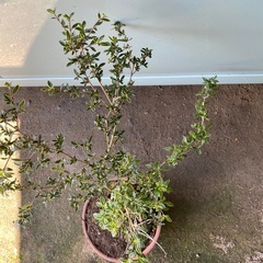 植物の画像