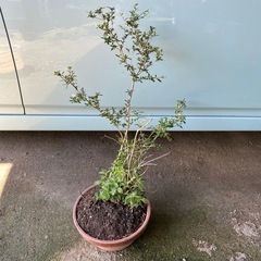 植物の画像