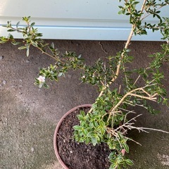 植物の画像
