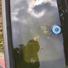 メダカ　マリアージュ(稚魚)の画像