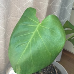 観葉植物　モンステラの画像