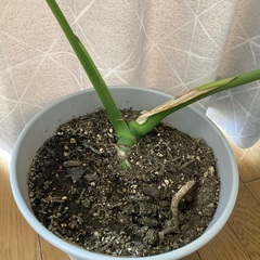観葉植物　モンステラの画像