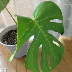 観葉植物　モンステラの画像