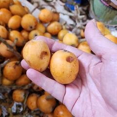 加工用にいかが？都農町産　じいちゃんのびわの画像