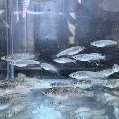 サファイア　めだか　10匹