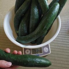 農薬不使用キュウリ10本！の画像