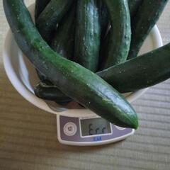 農薬不使用キュウリ10本！の画像