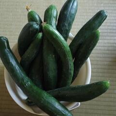 農薬不使用キュウリ10本！の画像