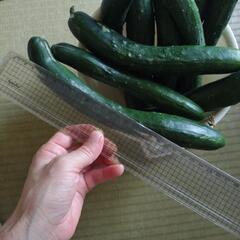 農薬不使用キュウリ10本！の画像