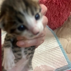 里親さんが決まりました。生後10日ぐらいの男の子②