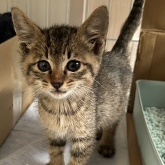 至急　子猫ちゃんの里親募集