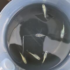 メダカの卵、稚魚の画像