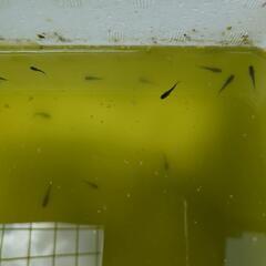 メダカの卵、稚魚の画像