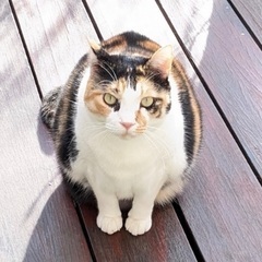 【迷い猫を探しています】三毛猫の「まゆ」
