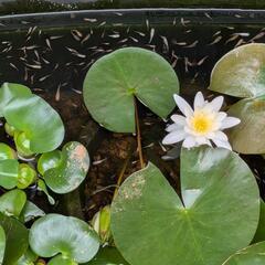 メダカ稚魚睡蓮付き