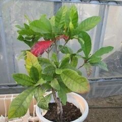 ミラクルフルーツの木　在庫3