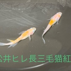 １０匹５００円　松井ヒレ長三毛猫紅白メダカ　めだか　稚魚　の画像