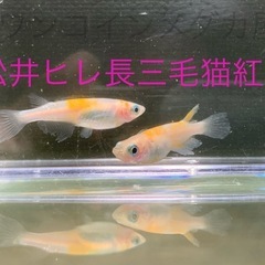 １０匹５００円　松井ヒレ長三毛猫紅白メダカ　めだか　稚魚　の画像