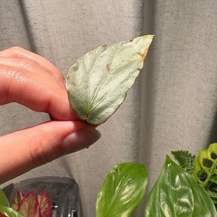 発根◎　カット　ベゴニア ハタコアシルバー 観葉植物の画像