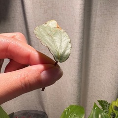 発根◎　カット　ベゴニア ハタコアシルバー 観葉植物の画像