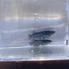 ミッドナイトフリル漆黒メダカの卵の画像
