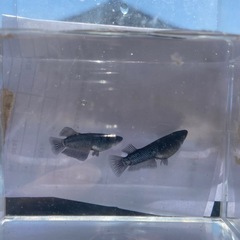 ミッドナイトフリル漆黒メダカの卵の画像