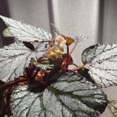 5本　レックスベゴニア シルバー系　観葉植物の画像