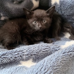 子猫沢山いてます。