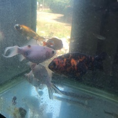 金魚9匹