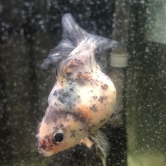 金魚9匹の画像