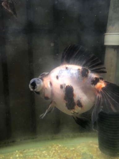 金魚9匹
