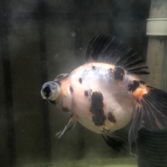 金魚9匹の画像