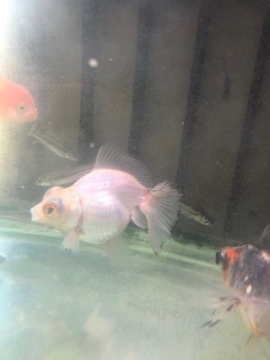 金魚9匹