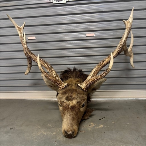 鹿角剥製