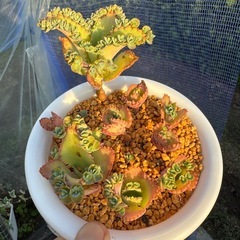 子宝草 マザーリーフ 