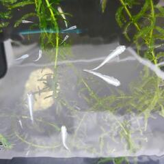 メダカ　稚魚（10匹）