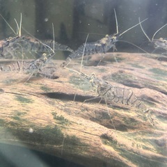 金魚9匹の画像