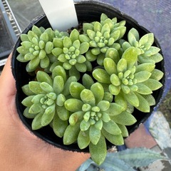 セダム ピンクベリー  多肉植物