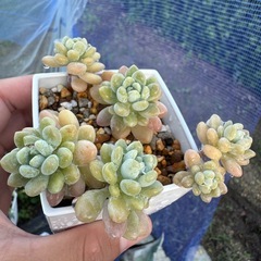 ロココ　多肉植物　