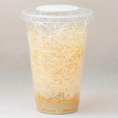 キイロショウジョウバエ　フライトレス　餌　エサ用　爬虫類　昆虫　...