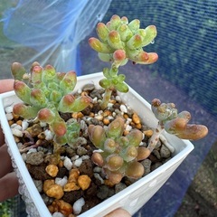 多肉植物 恋心 