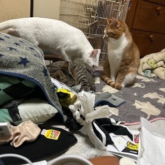 1歳までの猫がいます