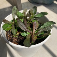 アジュガ　チョコレートチップ　鉢植え　花　植物　紫　グラウンドカ...