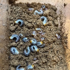 【残り僅か】キンオニクワガタ　幼虫