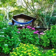 紫陽花・アジサイ・あじさいの切り花（1本1円）挿し木でも増やせま...