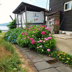 紫陽花・アジサイ・あじさいの切り花（1本1円）挿し木でも増やせます★観葉植物、ガーデニング◆発送は致しませんの画像