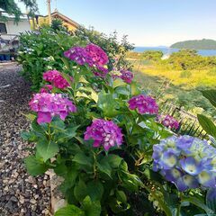 紫陽花・アジサイ・あじさいの切り花（1本1円）挿し木でも増やせます★観葉植物、ガーデニング◆発送は致しませんの画像