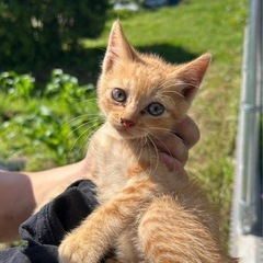 ボンネットの中に居た子猫を保護しました
