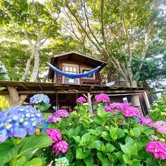 紫陽花・アジサイ・あじさいの切り花（1本1円）挿し木でも増やせます★観葉植物、ガーデニング◆発送は致しませんの画像