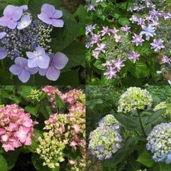 紫陽花・アジサイ・あじさいの切り花（1本1円）挿し木でも増やせます★観葉植物、ガーデニング◆発送は致しませんの画像